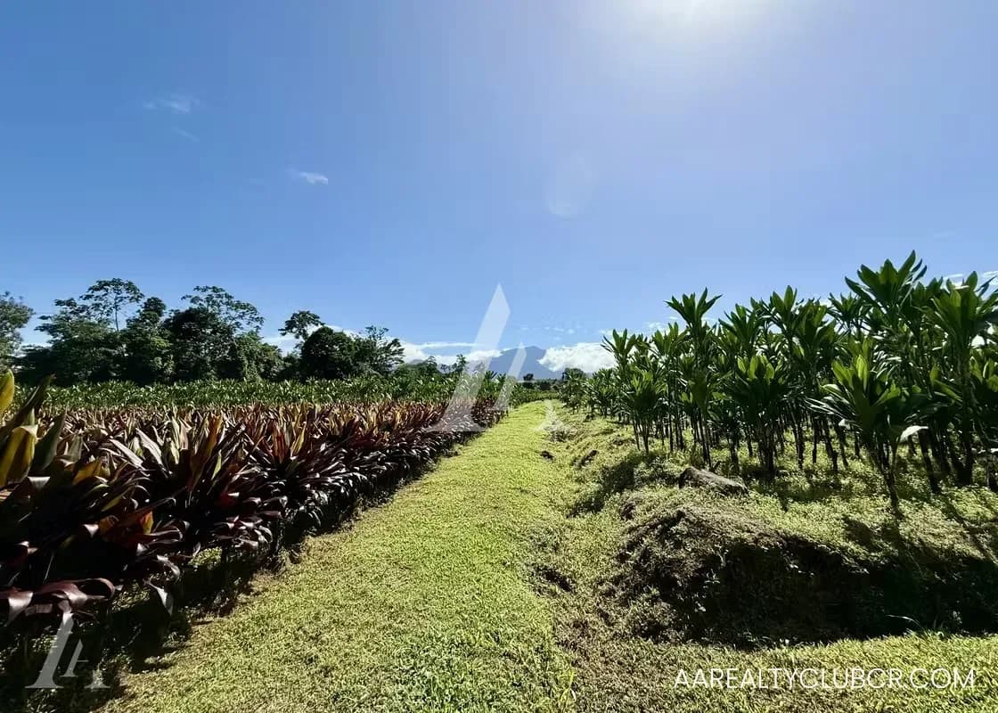 FINCA EN GUÁPILES . USO DE SUELO 4