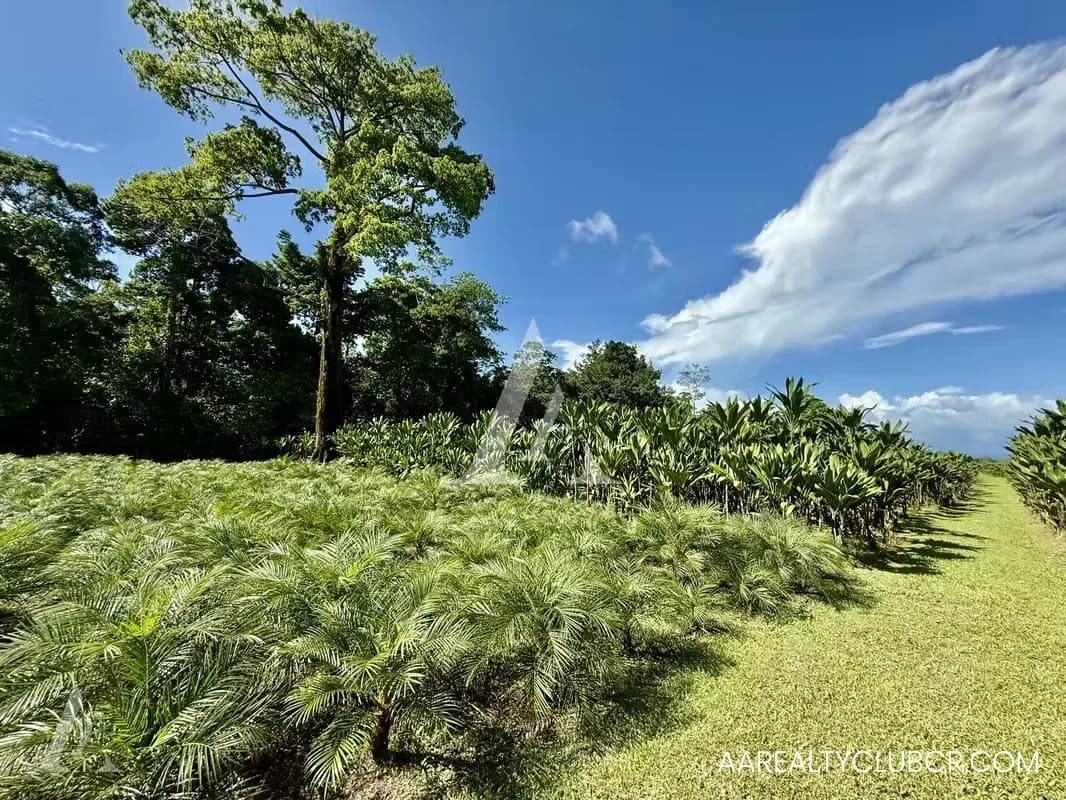 FINCA EN GUÁPILES . USO DE SUELO