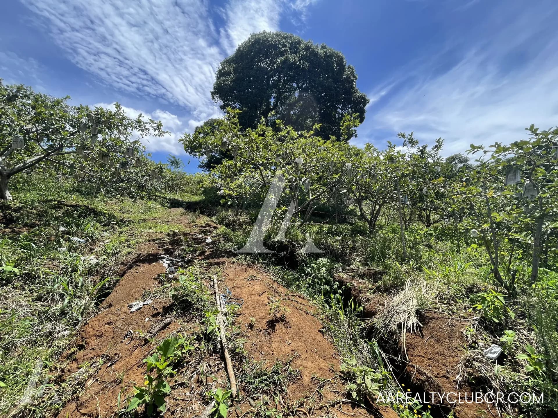 Finca Tambor de Alajuela - Precio Reducido 4